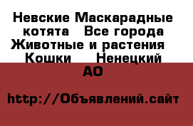 Невские Маскарадные котята - Все города Животные и растения » Кошки   . Ненецкий АО